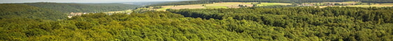 Wald von oben