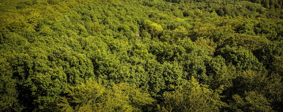 Wald von oben